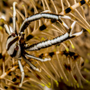 Black-and-white striped crinoid squat lobster on a feather star, Lembeh Strait, North Sulawesi, Indonesia