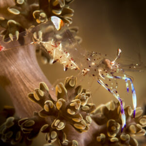 Crevette d’anémone de Holthuis portant des œufs sur des polypes de corail mou, détroit de Lembeh, Sulawesi du Nord, Indonésie