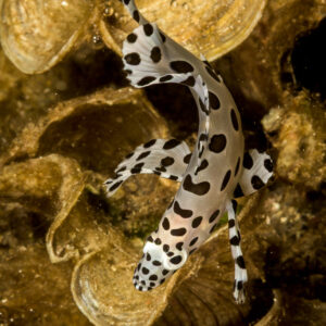 Juvenile barramundi cod swimming head down between corals, vertical, Lembeh Strait, North Sulawesi, Indonesia
