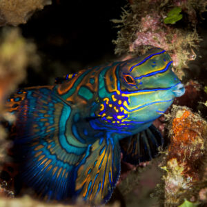 Poisson-mandarin sortant d’un trou du récif, gros plan de la tête, détroit de Lembeh, Sulawesi du Nord, Indonésie