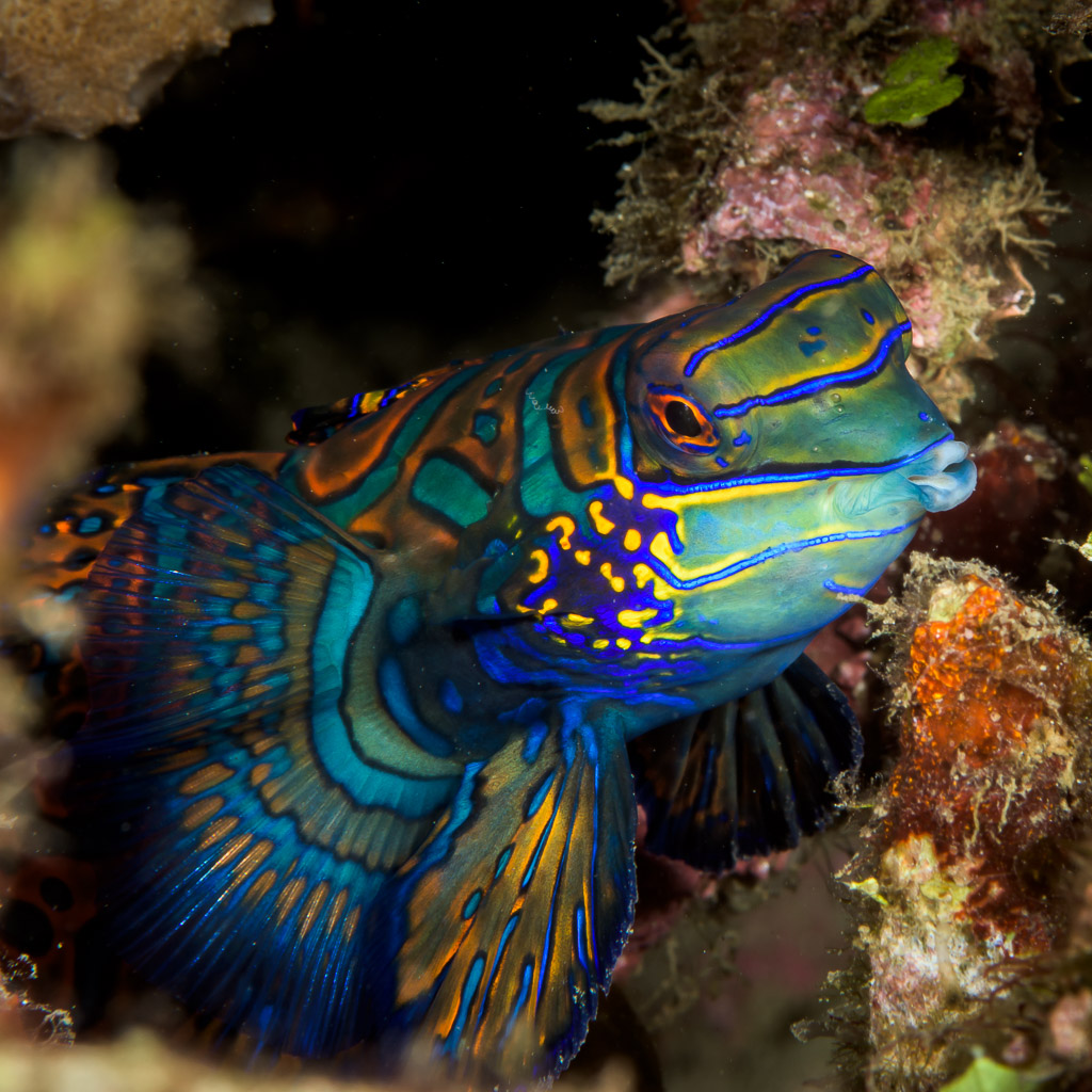 Poisson-mandarin sortant d’un trou du récif, gros plan de la tête, détroit de Lembeh, Sulawesi du Nord, Indonésie