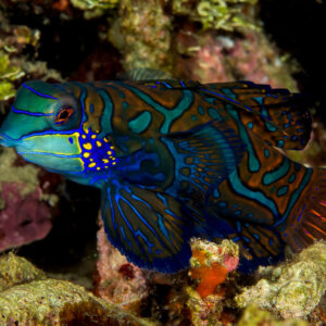 Poisson-mandarin de profil dans une anfractuosité corallienne, tourné vers la gauche, détroit de Lembeh, Sulawesi du Nord, Indonésie