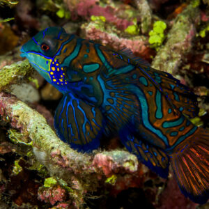 Poisson-mandarin entier au-dessus de débris branchus et d’algues vertes, détroit de Lembeh, Sulawesi du Nord, Indonésie