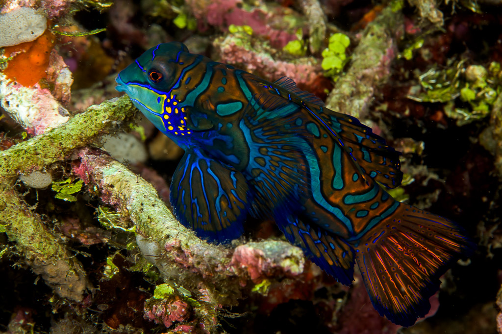 Mandarinfish over branching rubble with green algae, full body, Lembeh Strait, North Sulawesi, Indonesia