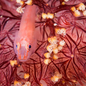 Gobie fantôme des coraux mous parmi des polypes roses, format vertical, détroit de Lembeh, Sulawesi du Nord, Indonésie