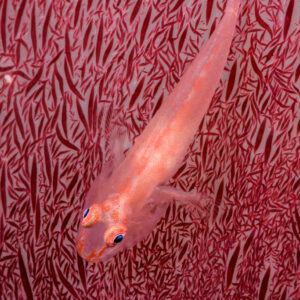 Gobie fantôme des coraux mous sur un tronc rouge à spicules, format vertical, détroit de Lembeh, Sulawesi du Nord, Indonésie