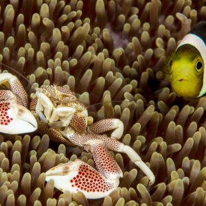 Crabe porcelaine tacheté et poisson-clown de Clark partageant une anémone, détroit de Lembeh, Sulawesi du Nord, Indonésie