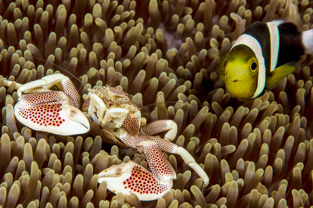 Spotted porcelain crab and Clark’s anemonefish sharing an anemone, Lembeh Strait, North Sulawesi, Indonesia