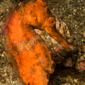 Orange common seahorse on dark sand, vertical, Lembeh Strait, North Sulawesi, Indonesia