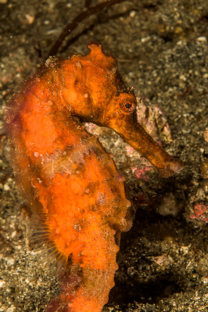 Orange common seahorse on dark sand, vertical, Lembeh Strait, North Sulawesi, Indonesia