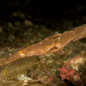 Brown robust ghost pipefish drifting above the bottom, Lembeh Strait, North Sulawesi, Indonesia