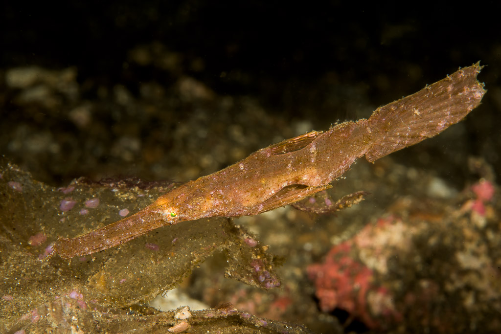 Brown robust ghost pipefish drifting above the bottom, Lembeh Strait, North Sulawesi, Indonesia