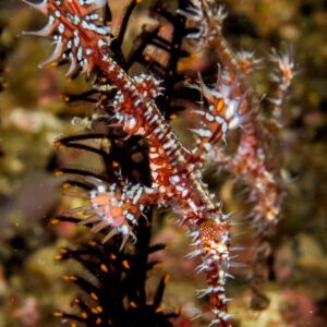 Couple de poissons-fantômes arlequins près d’une comatule noire, format vertical, détroit de Lembeh, Sulawesi du Nord, Indonésie