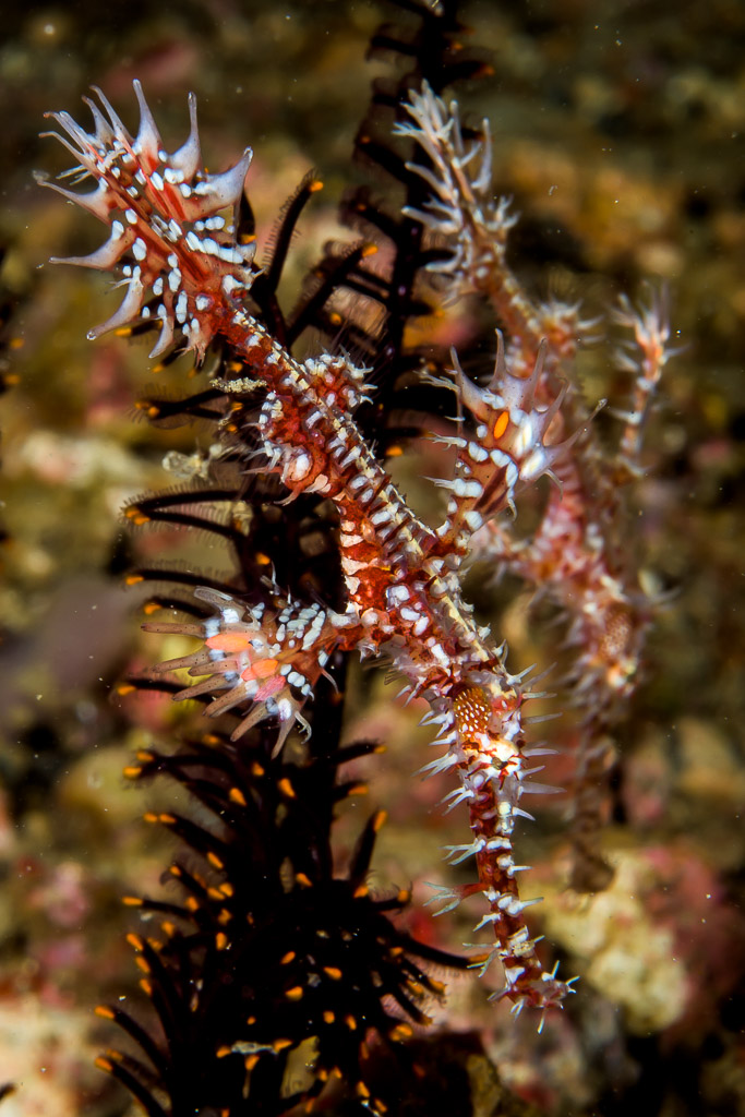 Pair of ornate ghost pipefish beside a black feather star, vertical, Lembeh Strait, North Sulawesi, Indonesia