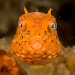 Jeune poisson-coffre à dos épineux de face, orange et cornu, détroit de Lembeh, Sulawesi du Nord, Indonésie