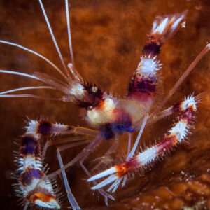 Banded coral shrimp close-up, red-banded claws and legs, Lembeh Strait, North Sulawesi, Indonesia