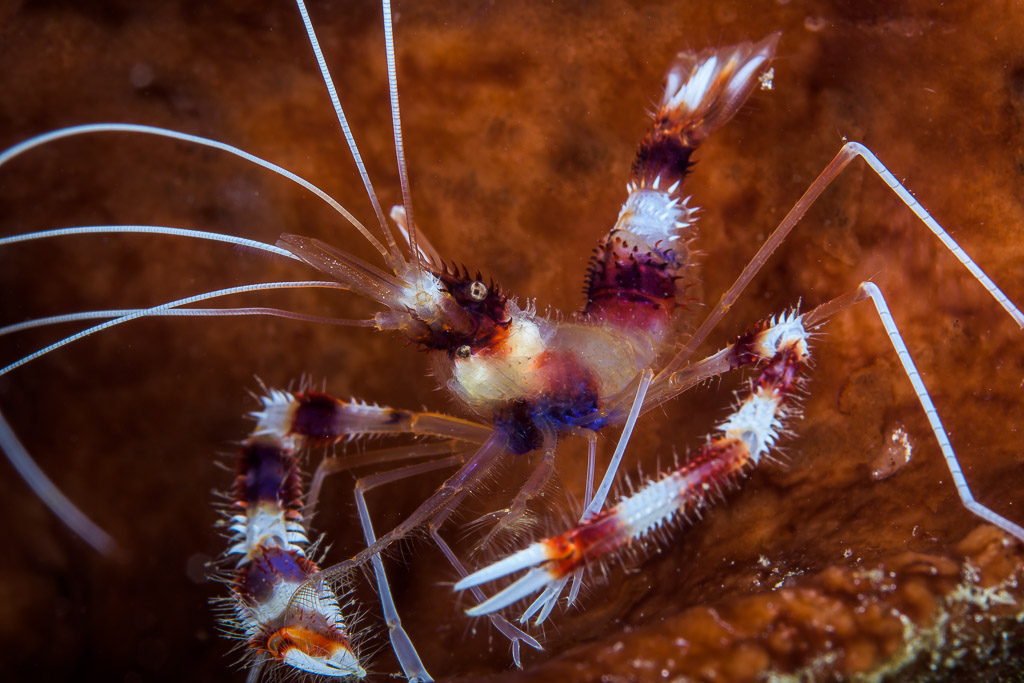 Banded coral shrimp close-up, red-banded claws and legs, Lembeh Strait, North Sulawesi, Indonesia