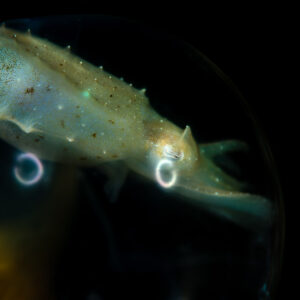 Cuttlefish embryo visible inside its translucent egg, Lembeh Strait, North Sulawesi, Indonesia