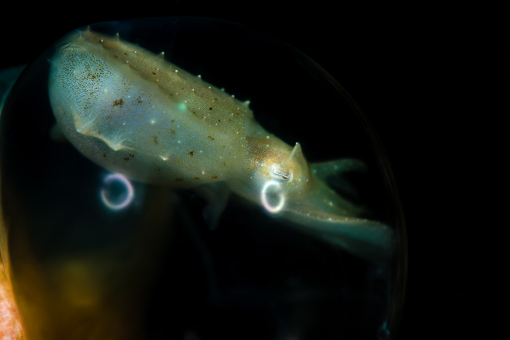 Cuttlefish embryo visible inside its translucent egg, Lembeh Strait, North Sulawesi, Indonesia