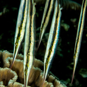 Banc de poissons-rasoirs nageant tête en bas au-dessus du corail, format vertical, détroit de Lembeh, Sulawesi du Nord, Indonésie
