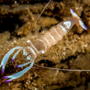 Translucent shrimp with violet-tipped claws, top view, Lembeh Strait, North Sulawesi, Indonesia