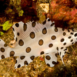 Juvenile barramundi cod in profile over the reef, horizontal, Lembeh Strait, North Sulawesi, Indonesia