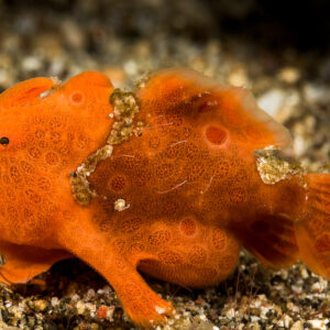 Juvenile orange painted frogfish on sandy rubble, Lembeh Strait, North Sulawesi, Indonesia