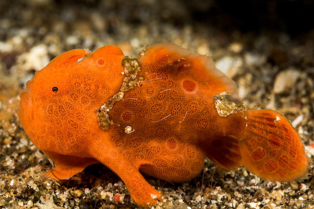Juvenile orange painted frogfish on sandy rubble, Lembeh Strait, North Sulawesi, Indonesia