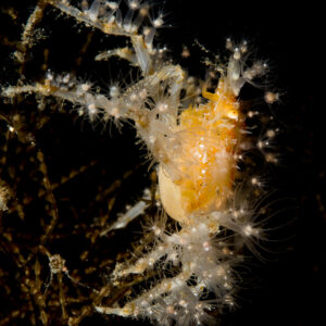 Orange decorator crab covered in hydroids, black background, Lembeh Strait, North Sulawesi, Indonesia
