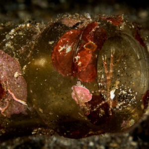Tiny squat lobster in the mouth of a glass bottle, Lembeh Strait, North Sulawesi, Indonesia