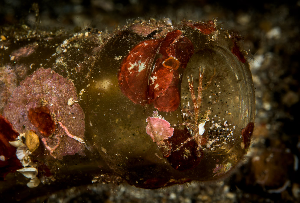 Tiny squat lobster in the mouth of a glass bottle, Lembeh Strait, North Sulawesi, Indonesia