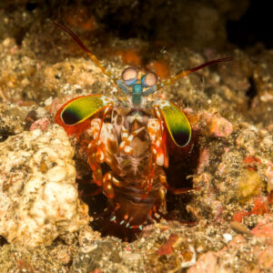 Crevette-mante paon à l’entrée de son terrier, vue de face, détroit de Lembeh, Sulawesi du Nord, Indonésie