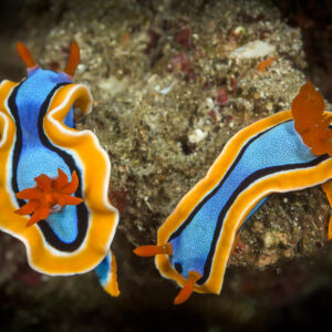 Two blue chromodoris nudibranchs with orange rims side by side, Lembeh Strait, North Sulawesi, Indonesia