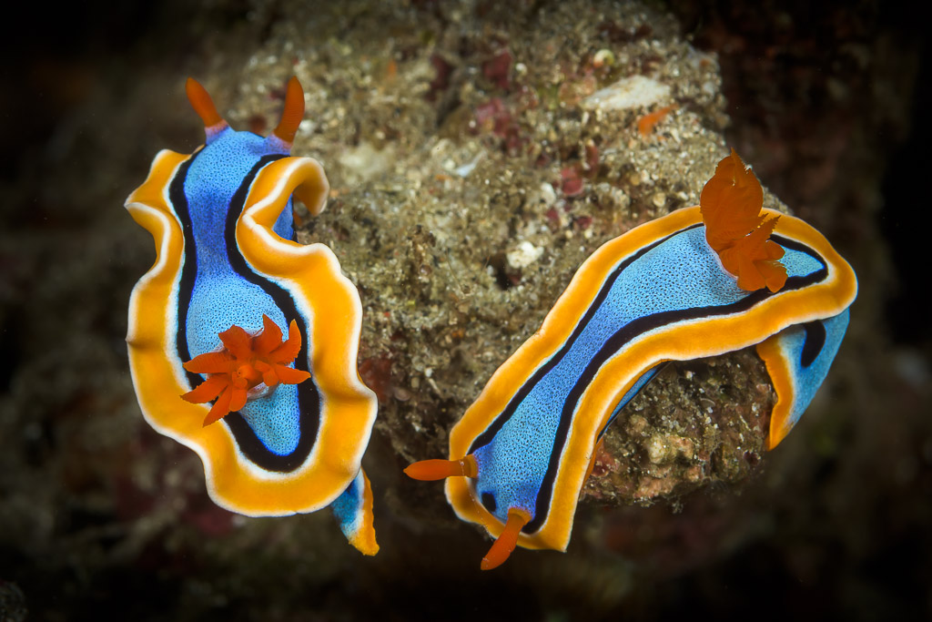 Two blue chromodoris nudibranchs with orange rims side by side, Lembeh Strait, North Sulawesi, Indonesia
