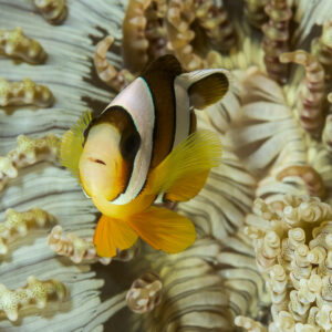 Juvenile Clark’s anemonefish in a carpet anemone, vertical, Lembeh Strait, North Sulawesi, Indonesia