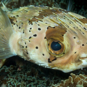 Black-blotched porcupinefish close-up, dark patch around the eye, Lembeh Strait, North Sulawesi, Indonesia