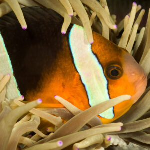 Poisson-clown de Clark en gros plan blotti dans son anémone, format horizontal, détroit de Lembeh, Sulawesi du Nord, Indonésie