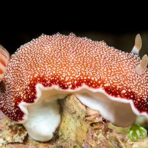Red-reticulate chromodorid nudibranch in profile on reef, white foot, Lembeh Strait, North Sulawesi, Indonesia