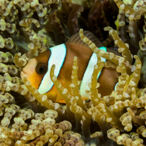 Clark’s anemonefish among yellow-green anemone tentacles, Lembeh Strait, North Sulawesi, Indonesia