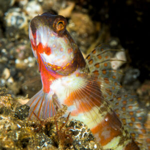 Broad-banded shrimpgoby at its burrow, vertical, Lembeh Strait, North Sulawesi, Indonesia