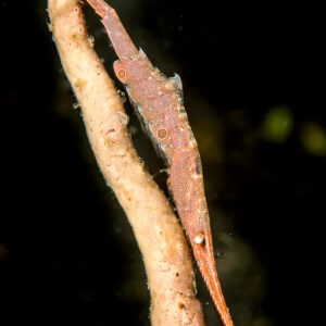 Crevette tozeuma ocellée alignée le long d’un fouet de mer, format vertical, détroit de Lembeh, Sulawesi du Nord, Indonésie
