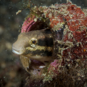 Shorthead fangblenny peering out of a glass bottle, Lembeh Strait, North Sulawesi, Indonesia