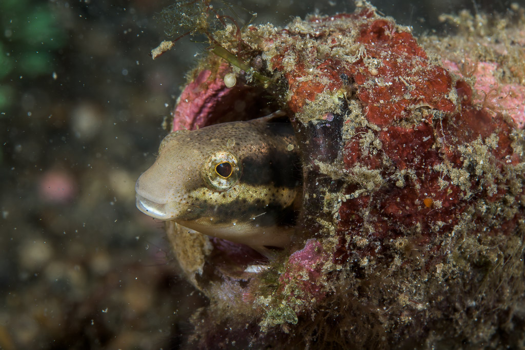 Blennie à tête courte sortant d’une bouteille en verre, détroit de Lembeh, Sulawesi du Nord, Indonésie