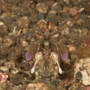 Crevette-mante à l’entrée de son terrier parmi les débris, vue de face, détroit de Lembeh, Sulawesi du Nord, Indonésie