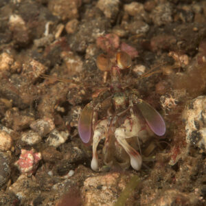 Crevette-mante à son terrier sur des débris, cadrage vertical plus large, détroit de Lembeh, Sulawesi du Nord, Indonésie