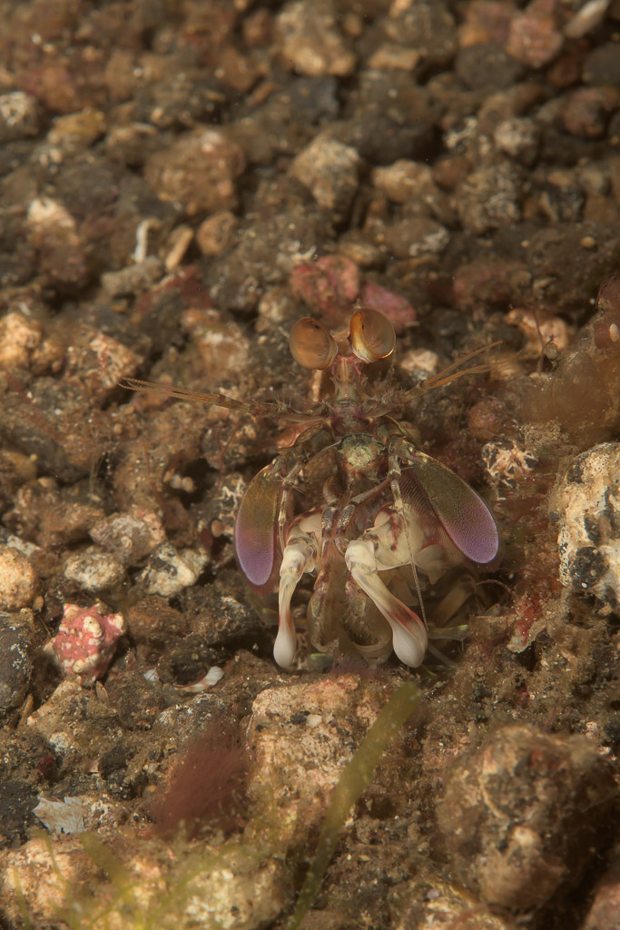 Crevette-mante à son terrier sur des débris, cadrage vertical plus large, détroit de Lembeh, Sulawesi du Nord, Indonésie