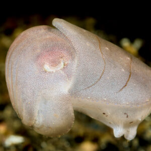 Pale translucent juvenile cuttlefish hovering above the bottom, Lembeh Strait, North Sulawesi, Indonesia