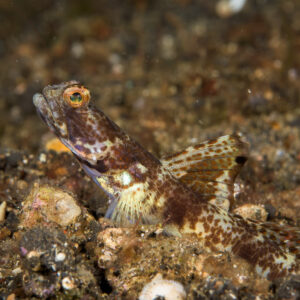 Goby with spotted high dorsal fin on dark sand, Lembeh Strait, North Sulawesi, Indonesia
