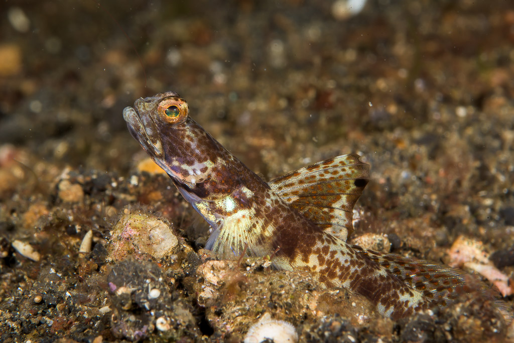 Goby with spotted high dorsal fin on dark sand, Lembeh Strait, North Sulawesi, Indonesia