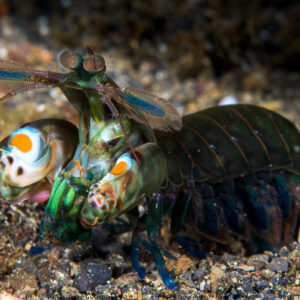 Crevette-mante paon sur sable noir, vue de trois-quarts, détroit de Lembeh, Sulawesi du Nord, Indonésie